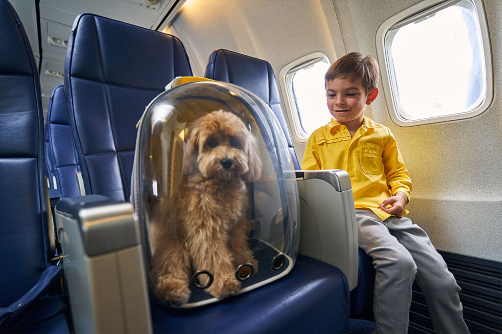 preparing pets for air travel